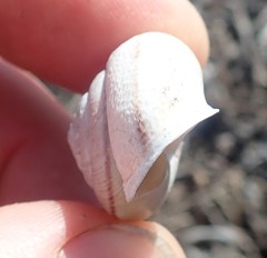 Helminthoglypta stiversiana