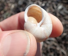 Helminthoglypta stiversiana