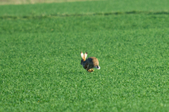 Lepus europaeus