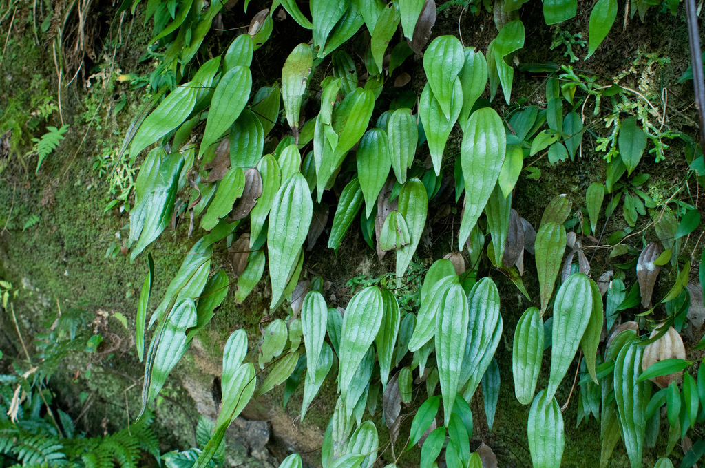 Cheiropleuria integrifolia (Cheiropleuria integrifolia)