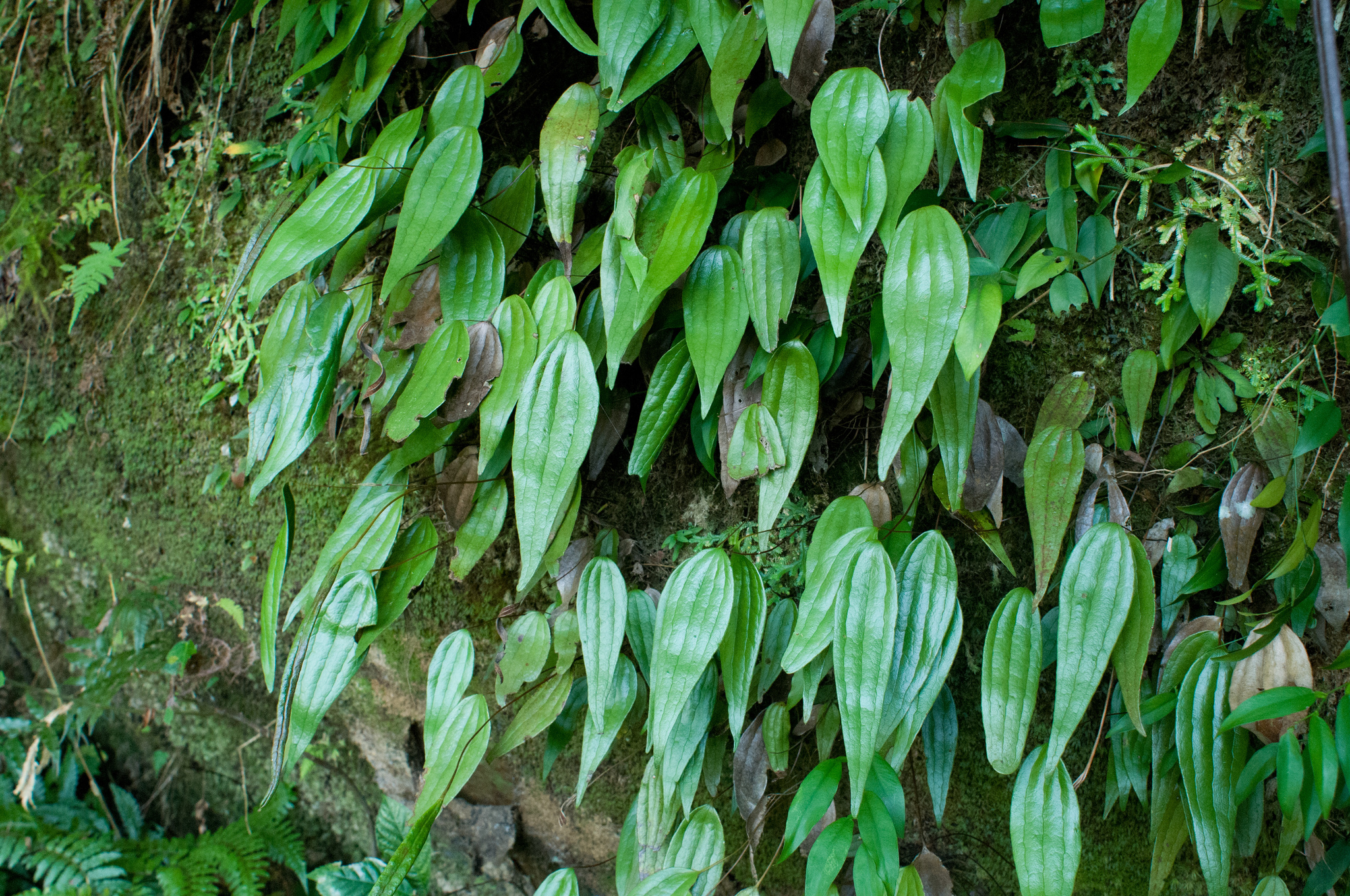 Cheiropleuria