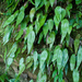 燕尾蕨 - Photo 由 Cheng-Tao Lin 所上傳的 (c) Cheng-Tao Lin，保留部份權利CC BY