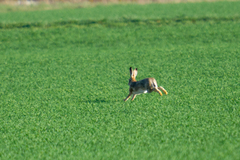 Lepus europaeus