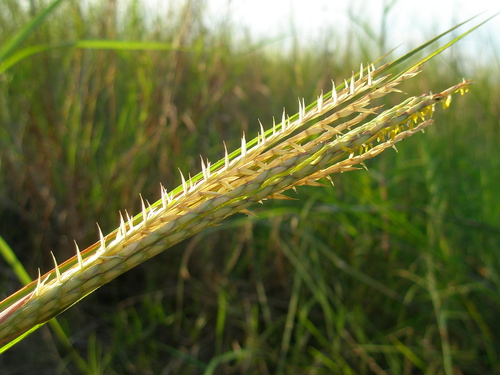 Chrysopogon zizanioides image