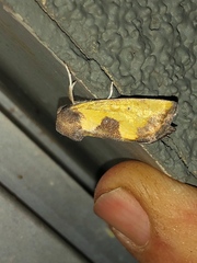 Stiria dyari