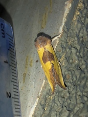 Stiria dyari