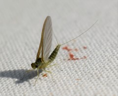 Baetis brunneicolor