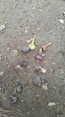 Nectandra acutifolia