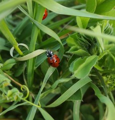 Coccinella septempunctata