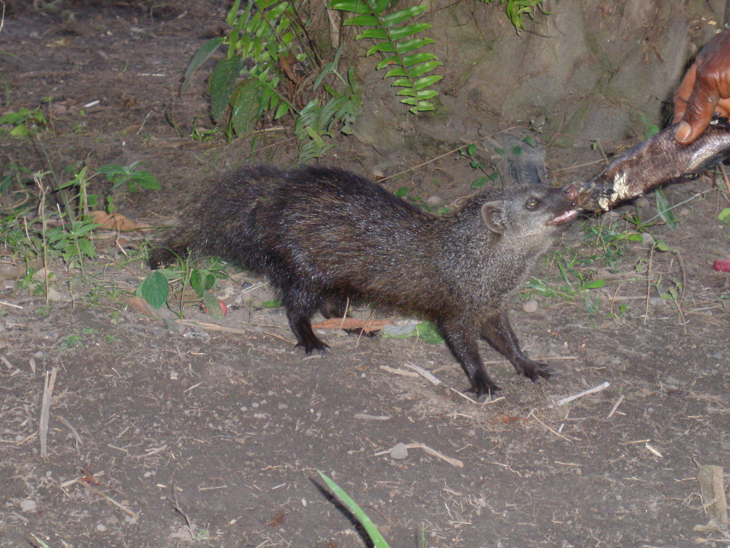 Marsh Mongoose
