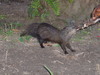 Congo Marsh Mongoose - Photo (c) hugorainey, some rights reserved (CC BY-NC), uploaded by hugorainey