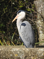 Ardea cinerea