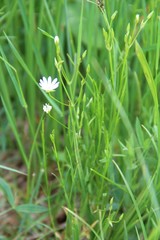 Stellaria persica