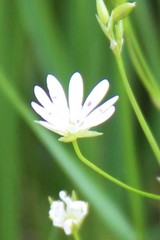 Stellaria persica