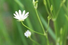 Stellaria persica