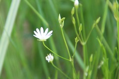 Stellaria persica