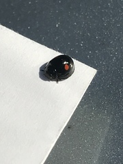 Chilocorus stigma
