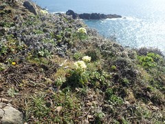 Erysimum concinnum