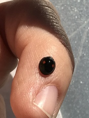 Chilocorus stigma