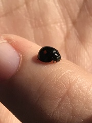 Chilocorus stigma