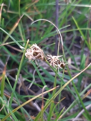 Carex praecox