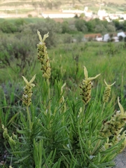 Lavandula viridis