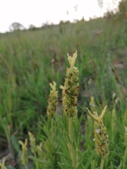 Lavandula viridis