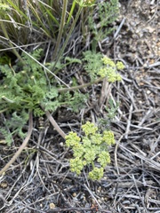 Lomatium dasycarpum dasycarpum