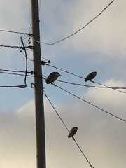 Nycticorax nycticorax obscurus