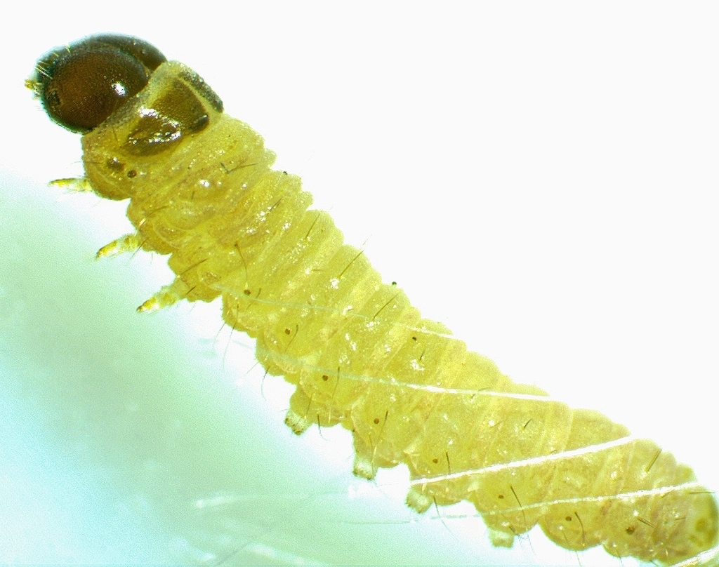 Julia's Dicymolomia