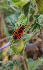 Pyrrhocoris apterus