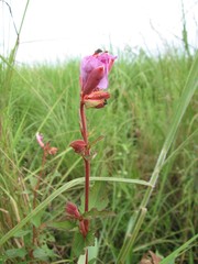 Image of Clappertonia ficifolia