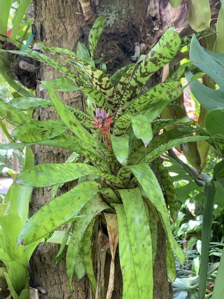Aechmea orlandiana