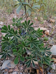 Lupinus micranthus