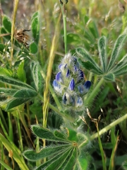 Lupinus micranthus