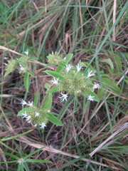 Virectaria