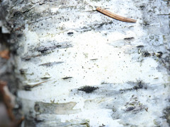 Arthopyrenia analepta