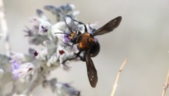 Brachymelecta larreae