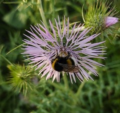 Bombus terrestris