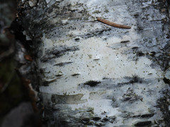 Arthopyrenia analepta