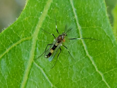 Cricotopus bicinctus