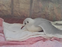 Chroicocephalus ridibundus