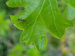Cricotopus bicinctus