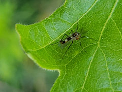 Cricotopus bicinctus