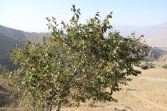 Celtis planchoniana