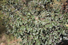 Celtis planchoniana
