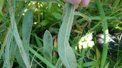 Helichrysum pannosum