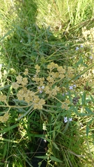 Helichrysum pannosum