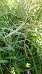 Helichrysum pannosum