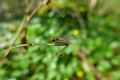 Parasyrphus punctulatus